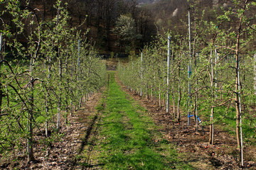 piantagione di mele - Valtellina - Italy