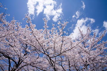 CHERRY BLOSSOM