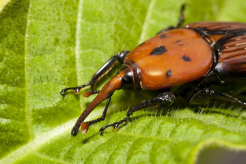 red palm weevil