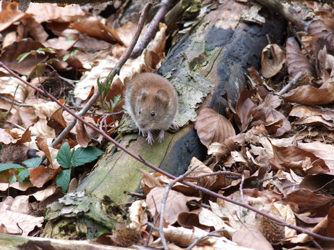 feldmaus