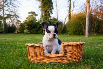 Chiot bulldog francais