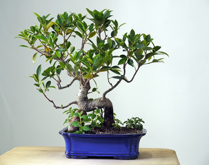 Bonsai Ficus Retusa