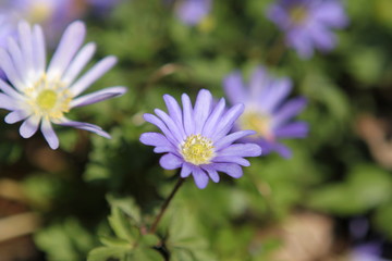 Obraz premium Blue Flower