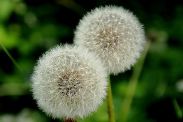 pissenlits en graines