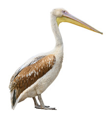 Pelican cutout