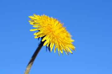 Yellow Dandelion (taraxacum officinale)