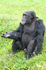 Gorilla asking for food - Primate