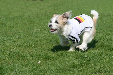 Hund im Fußballtrikot WM