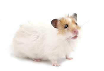 syrian hamster standing on white isolated