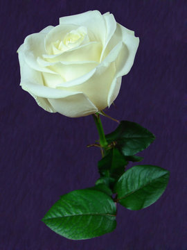 rose blanche