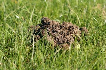 Mole Hill on the lawn