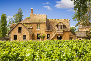 Fototapeta na wymiar Tradycyjna winnic i farm w Versailles Chateau, Francja