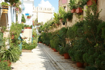 Street with plants bougainvillea and flowers