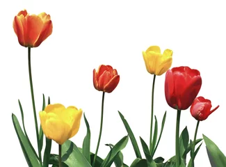 Crédence de cuisine en verre imprimé Tulipe fleurs de tulipe sur blanc