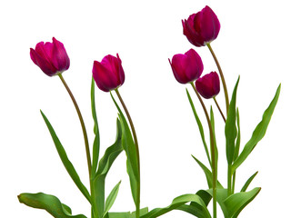 tulip flowers on white