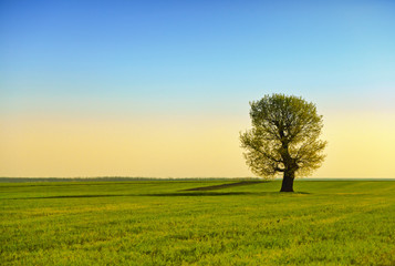 Obraz na płótnie Canvas Green field and lonely tree