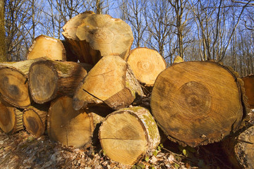france,île de france,78 : forêt des maréchaux, chênes coupés