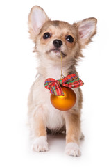 Obraz premium Chihuahua puppy on white background