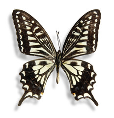 Fototapeta premium Butterfly on the white