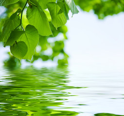 Tilleul sur l'eau