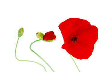 Evolution - Coquelicot (Papaver rhoeas)