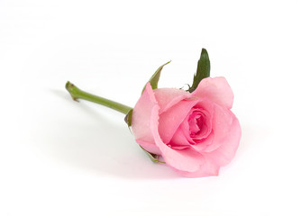 rosa Rose vor weissem Hintergrund