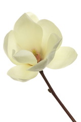 Fototapeta na wymiar Magnolia heptapeta