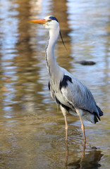Fischreiher