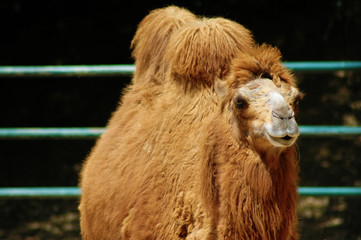 camel