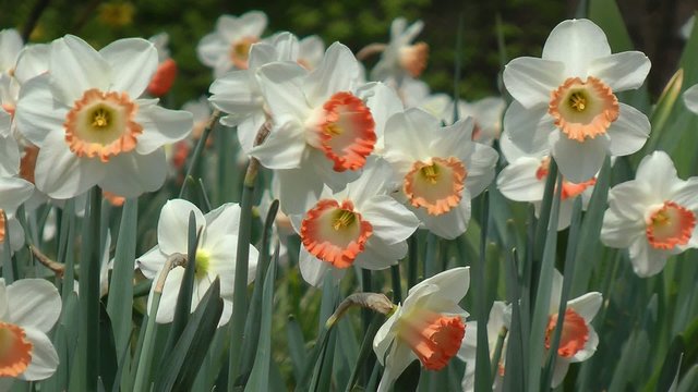 Narzissen im Sonnenlicht - Video - Daffodil