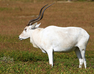 antelope
