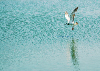 seagul flying looking for fish