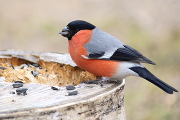 Bullfinch with seed