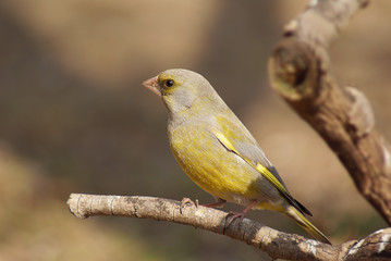 Greenfinch on branch