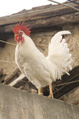 Rooster stands on a shingled rooftop