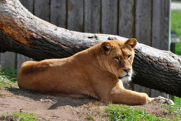 Obraz premium lioness