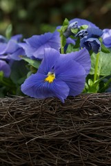Blaues Stiefmütterchen