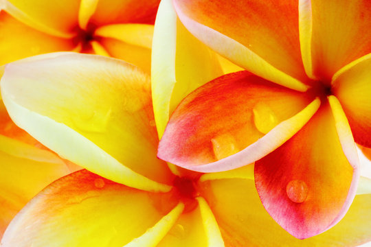 fond de fleurs roses de frangipanier