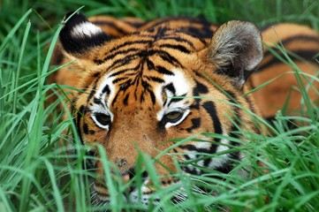 Tigre dans l'herbe.