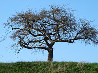 Baum im Frühjahr