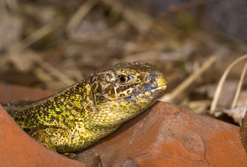 close up of a little saurian looking behind a stone