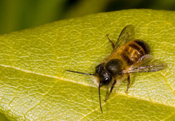 a little bee sitting on a green leaf