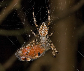 Kreuzspinne mit Tagpfauenauge als Beute