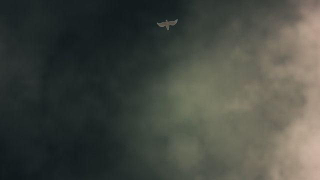 White Dove Descending Among Light Rays