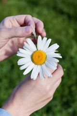 Camomile in female hands