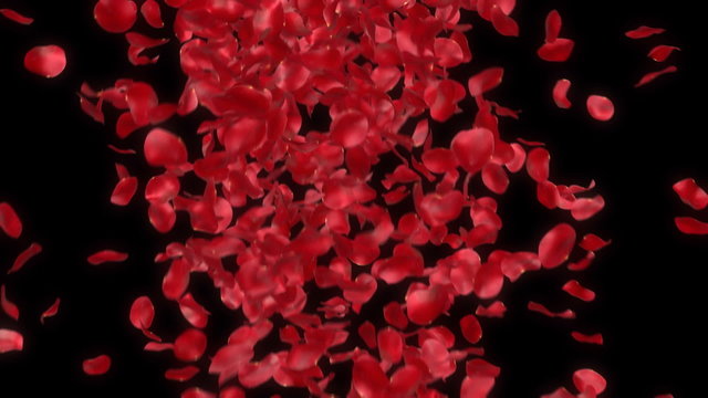 rose petals transition - alpha masked 3d animation