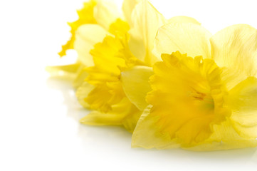 Yellow narcissus isolated on white background.