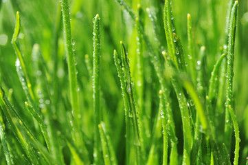 Dew on  green grass