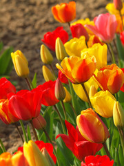 Obraz premium Tulpenfeld