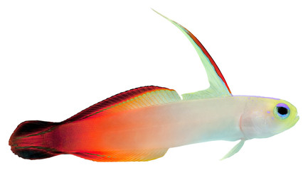 Fire Fish (Magnificent Hover Goby)